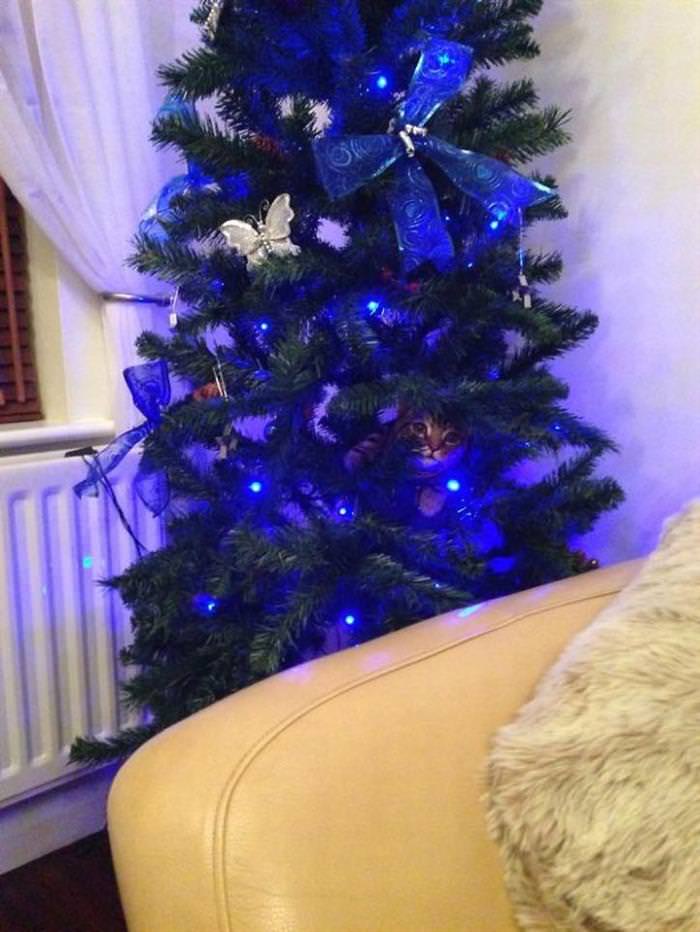 30 Dogs and Cats That Ruined Christmas