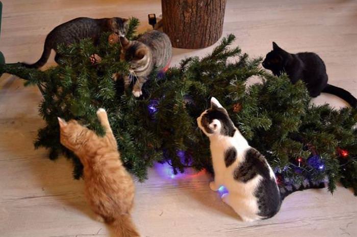 30 Dogs and Cats That Ruined Christmas