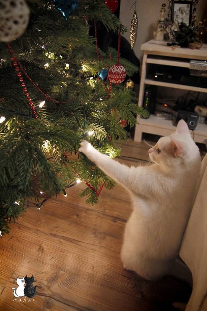 30 Dogs and Cats That Ruined Christmas