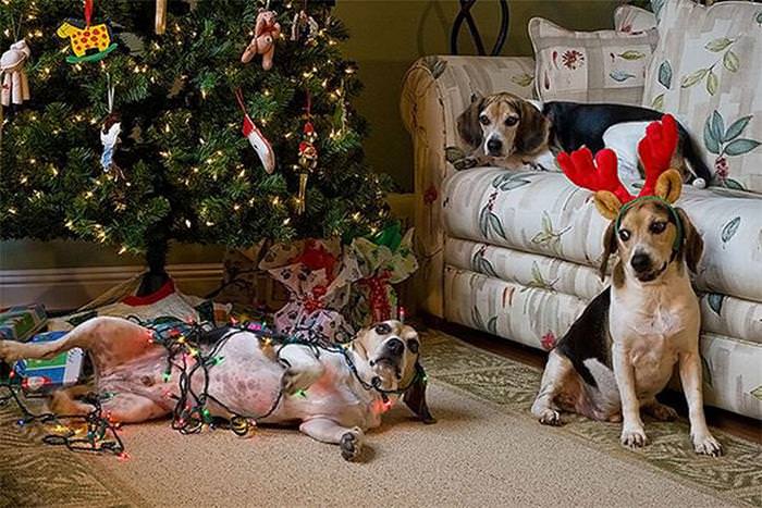 30 Dogs and Cats That Ruined Christmas