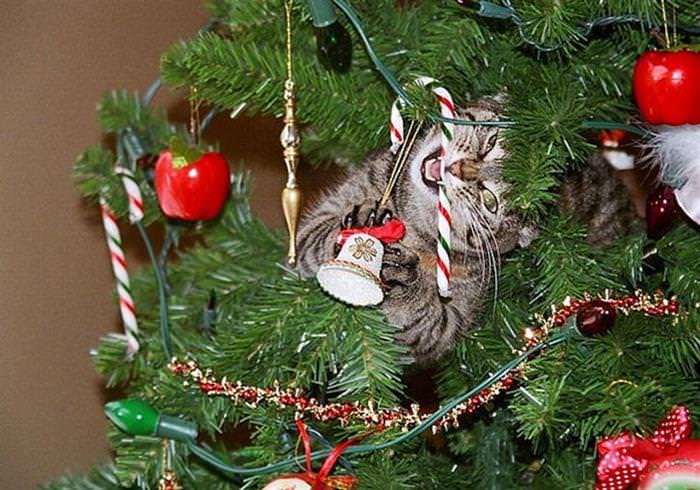 30 Dogs and Cats That Ruined Christmas