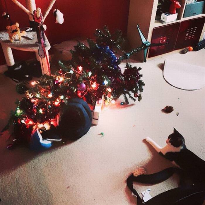 30 Dogs and Cats That Ruined Christmas