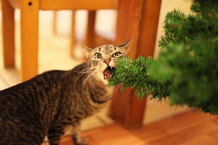 30 Dogs and Cats That Ruined Christmas