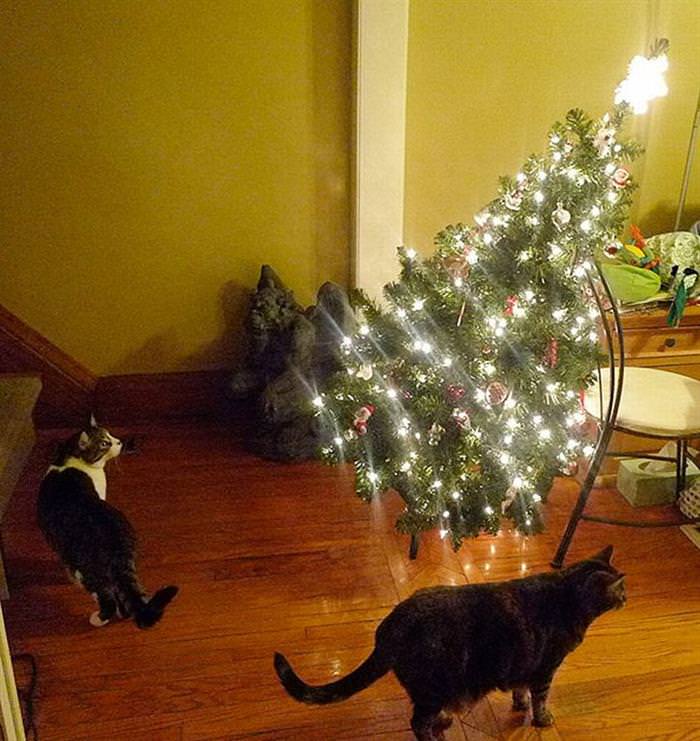 30 Dogs and Cats That Ruined Christmas