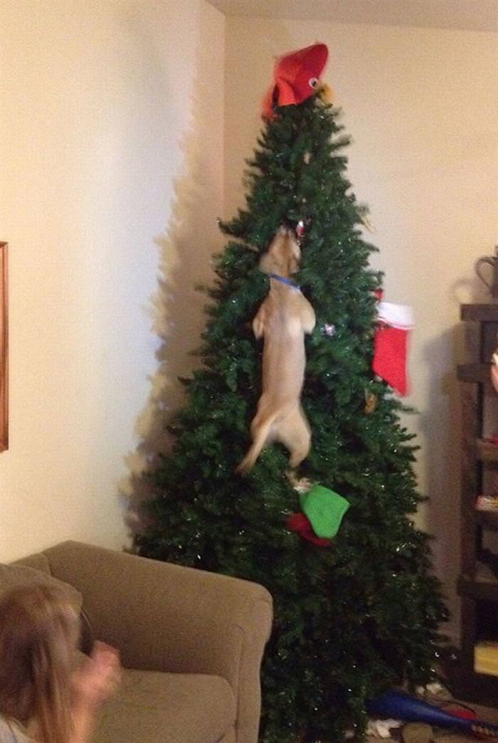 30 Dogs and Cats That Ruined Christmas