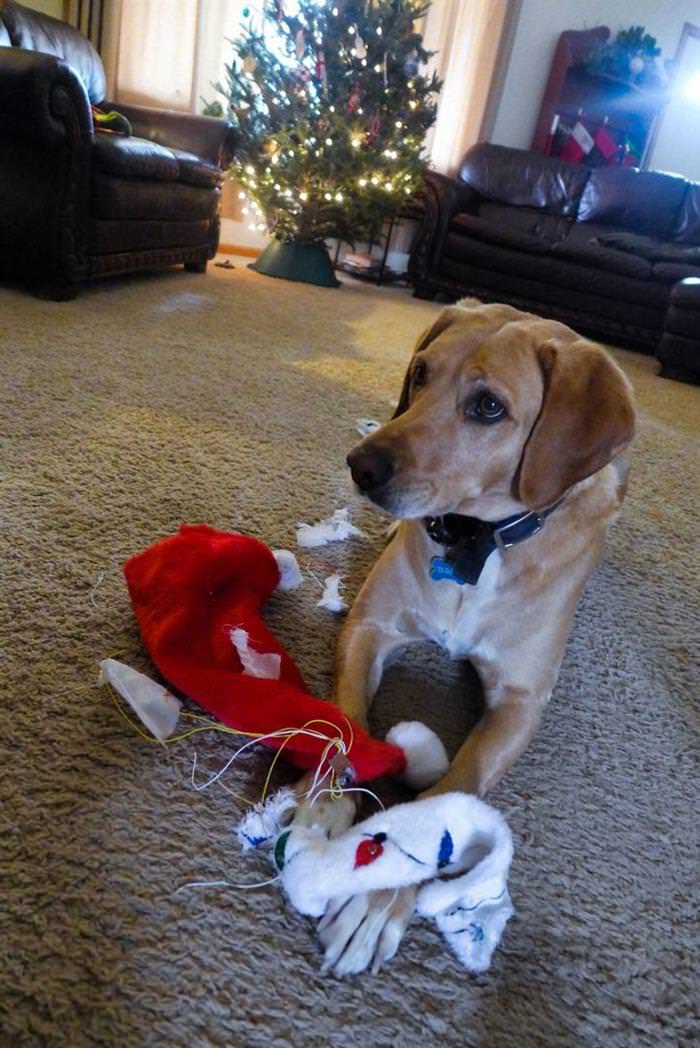 30 Dogs and Cats That Ruined Christmas