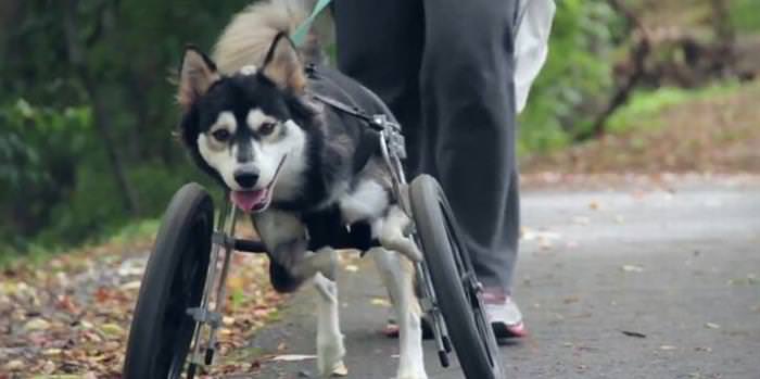 How One Dog Was Able to Run Again...With 3D Printed Legs