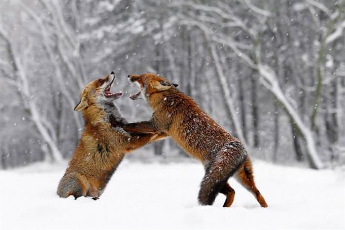 Zorro Rojo En La Nieve, dos zorros peleando