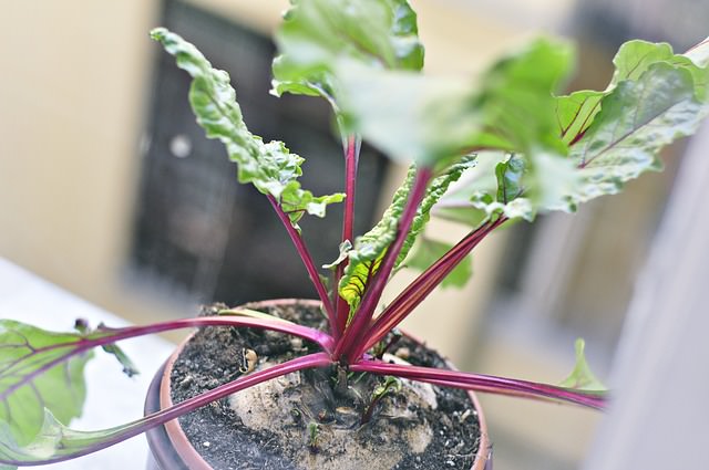 Winter Herbs & Veggies