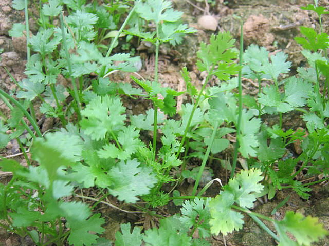 Winter Herbs & Veggies