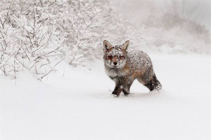 Zorro Rojo En La Nieve, zorro caminando en la nieve