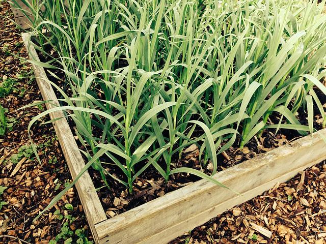 Winter Herbs & Veggies