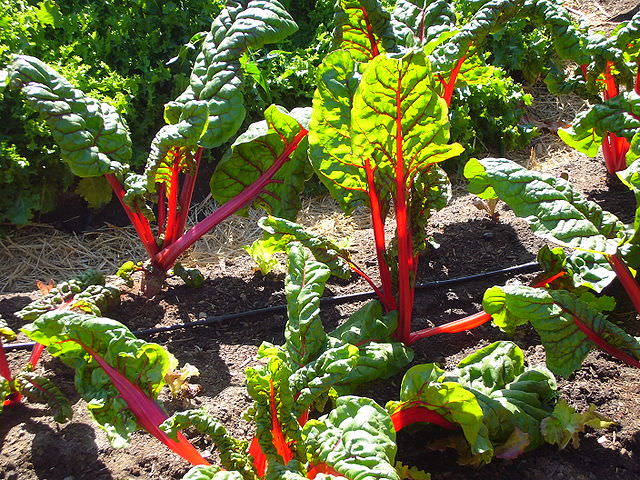 Winter Herbs & Veggies