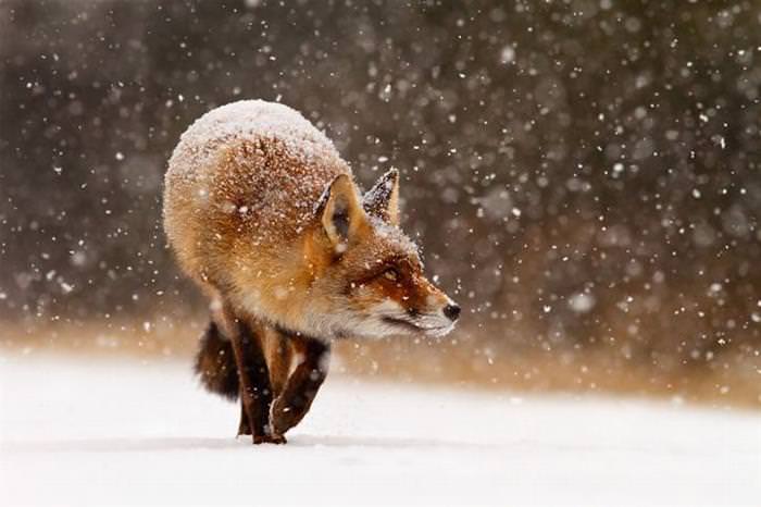 Zorro Rojo En La Nieve, zorro mirando la nieve