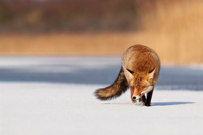 Zorro Rojo En La Nieve, zorro caminando por el hielo