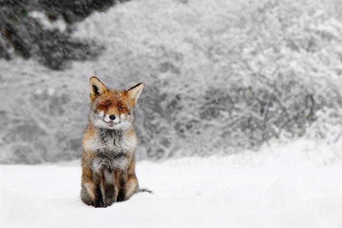 Zorro Rojo En La Nieve, zorro sentado en la nieve