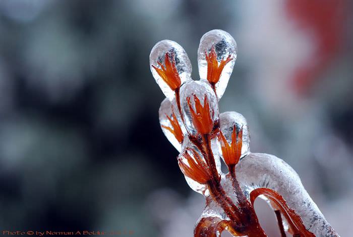 Natural Ice Sculptures