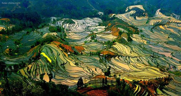 20 Abstract Paintings That Are Actually Rice Fields!