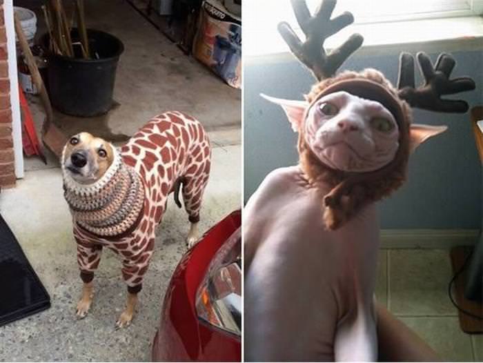 17 Adorable Pets Staying Warm this Winter Season
