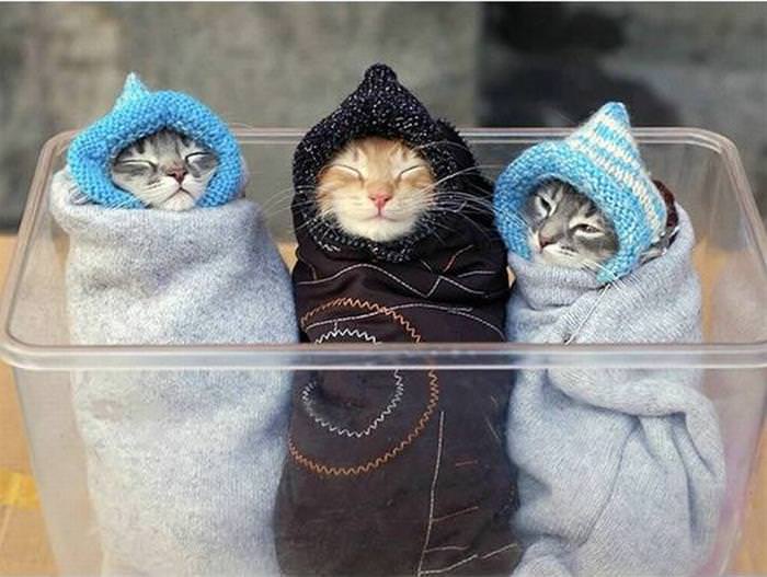 17 Adorable Pets Staying Warm this Winter Season