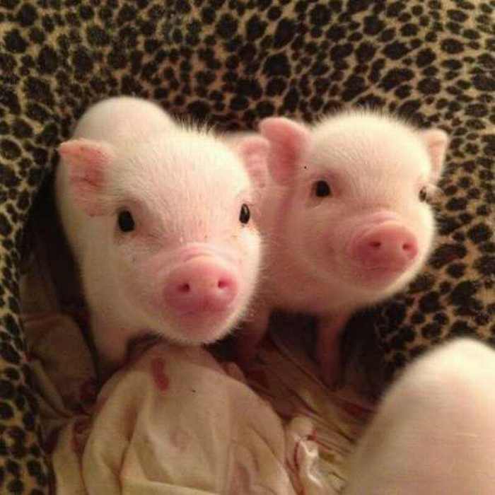 pig photos