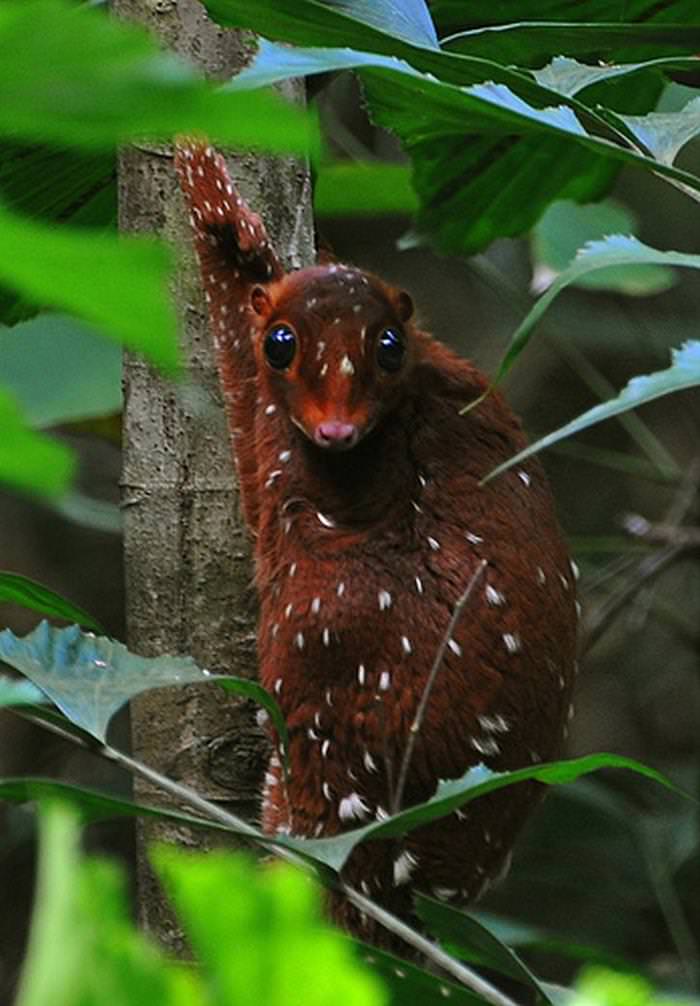 15 Weird Looking Animals You Don't See Every Day