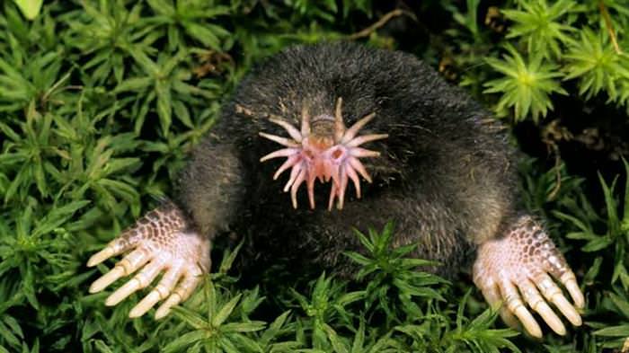 15 Weird Looking Animals You Don't See Every Day
