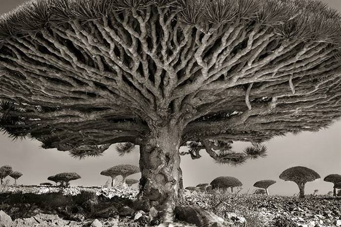 A Determined Woman Spends 14 Years Photographing Ancient Trees