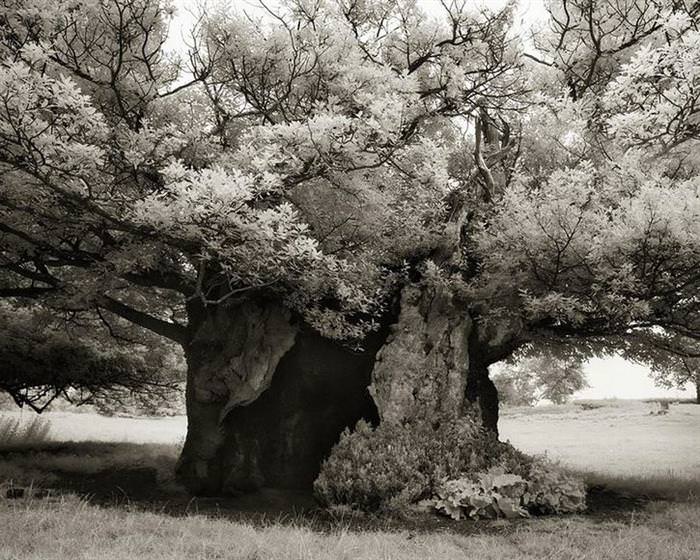 A Determined Woman Spends 14 Years Photographing Ancient Trees