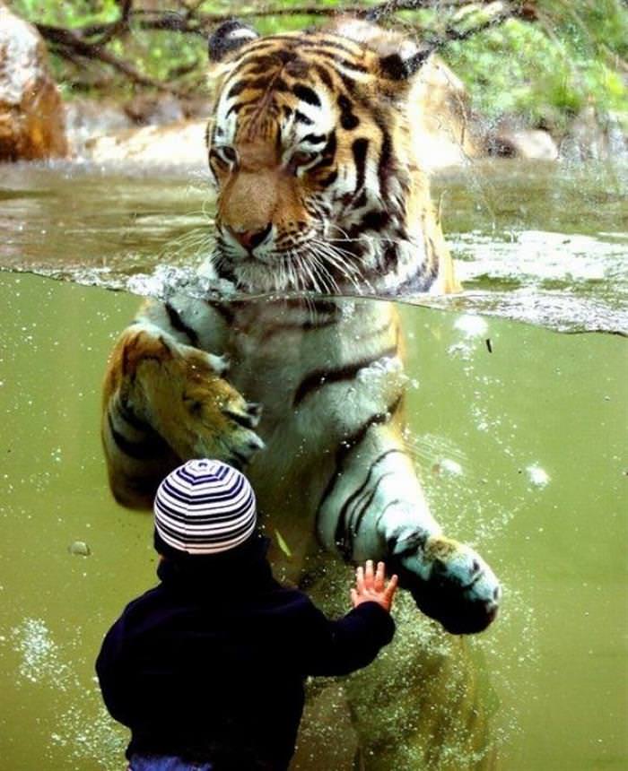 25 Cute Animals Bonding with Kids