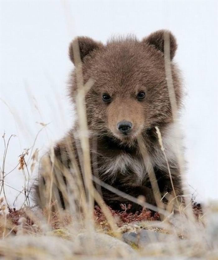 30 Cutest Animals brown bear cub
