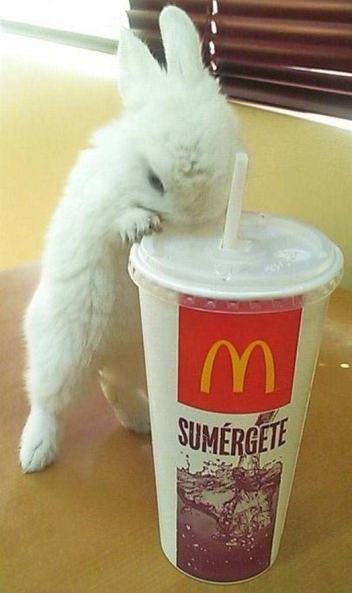 30 Cutest Animals bunny smelling soda