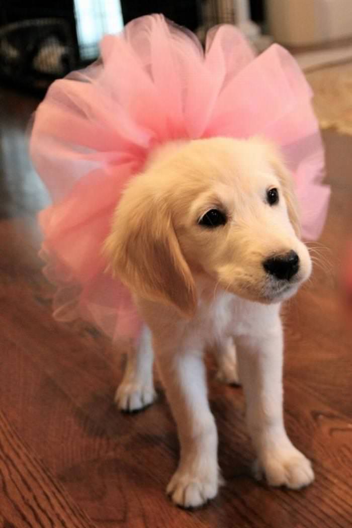 30 Cutest Animals labrador puppy in a ballet dress