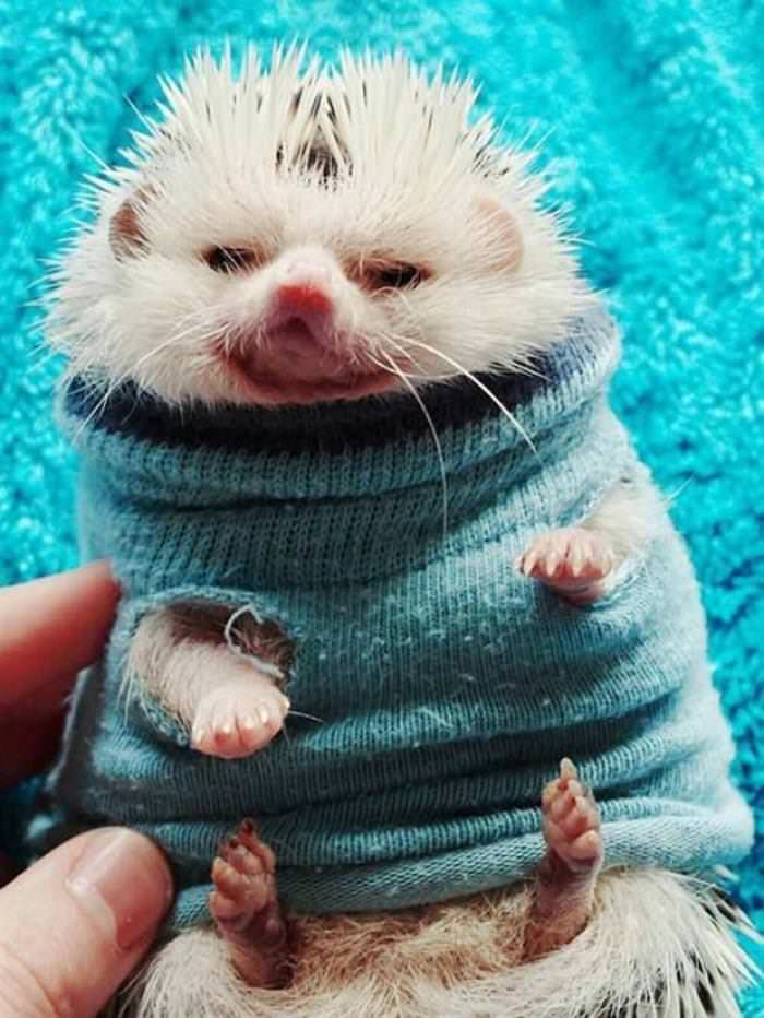 30 Cutest Animals hedgehog in a sweater