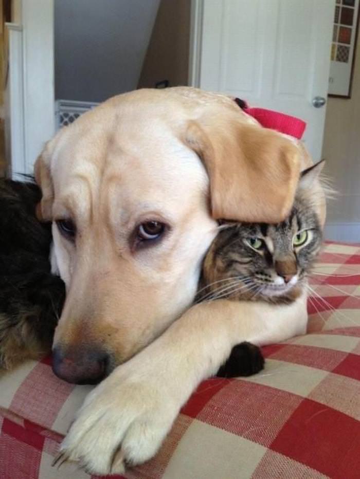 30 Cutest Animals dog and cat friends