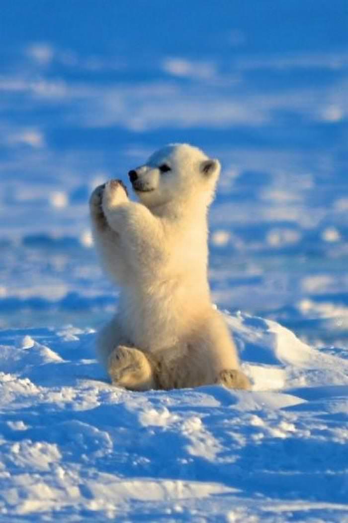30 Cutest Animals white bear cub praying