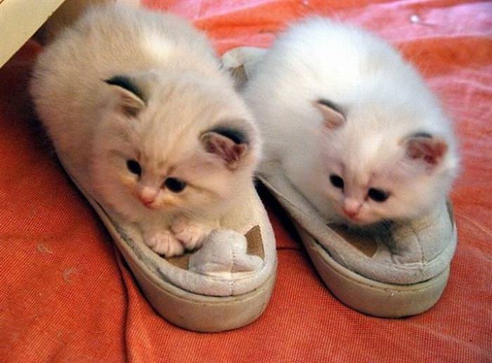 cute kittens on slippers