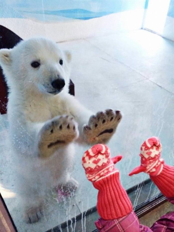 30 Cutest Animals white bear holding paws to glass against child's hands in mittens