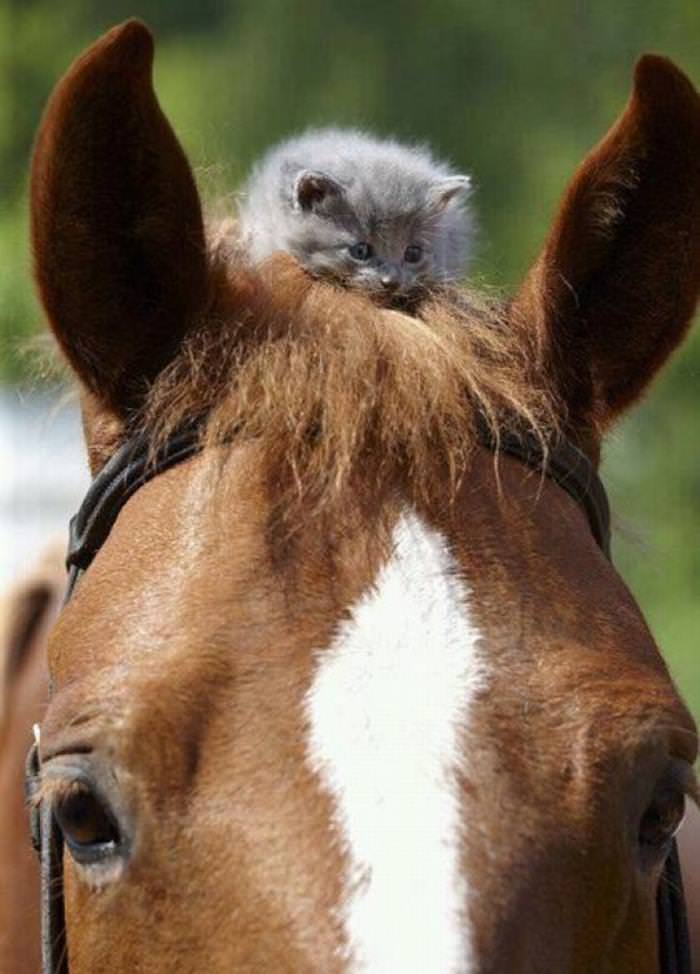 30 Cutest Animals kitten on horse's head