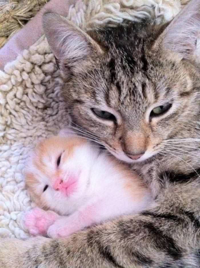 30 Cutest Animals cat mother with kitten
