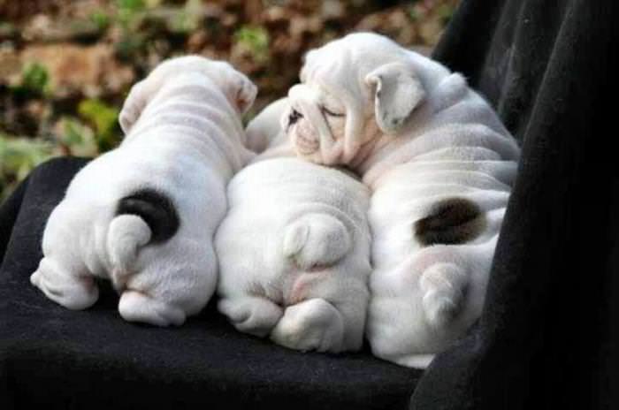 30 Cutest Animals three puppies