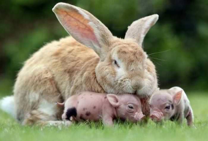 30 Cutest Animals bunny with little piglets