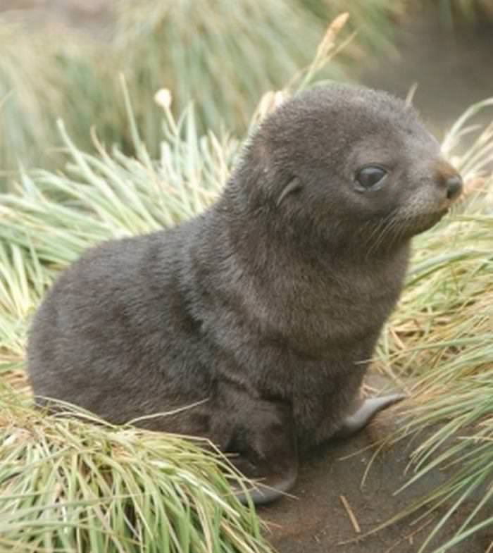 30 Cutest Animals seal pup in grass