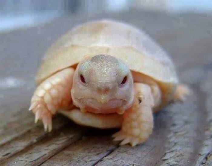 30 Cutest Animals tiny tortoise