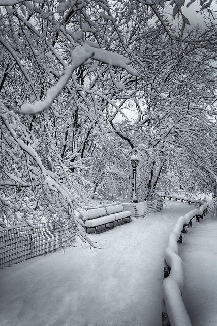 snowy beauty