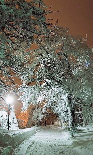 snowy beauty