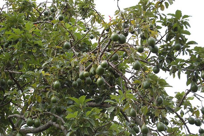 fruits on trees