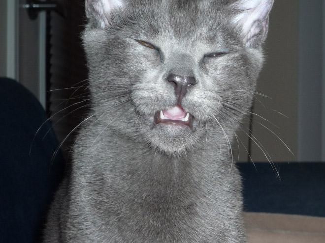 Cats Caught Mid Sneeze Make The Funniest Faces
