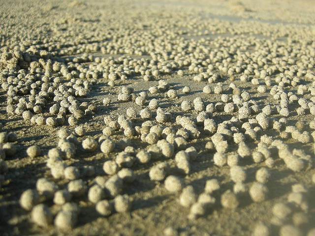 hermit crab sand balls