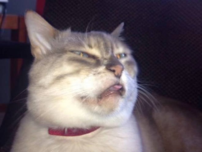 cats mid sneeze
